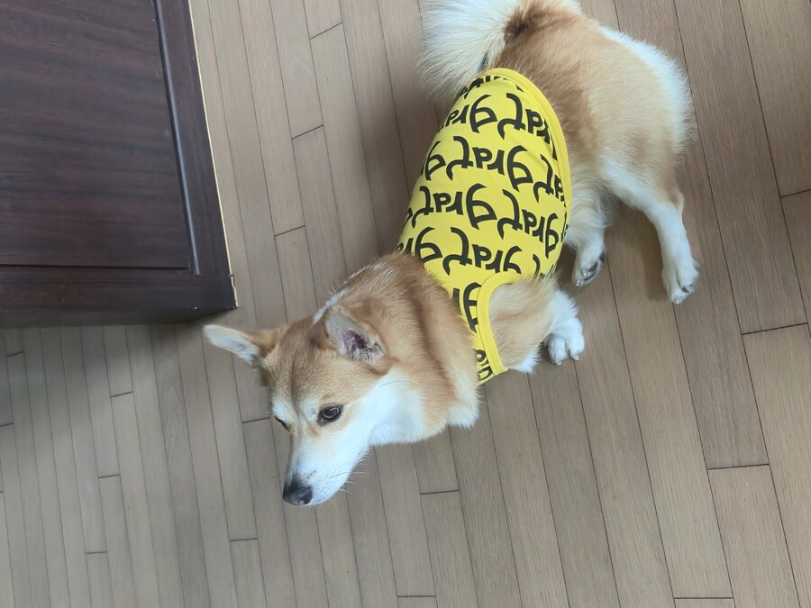 웰시코기와 함께한 연휴_5.jpg