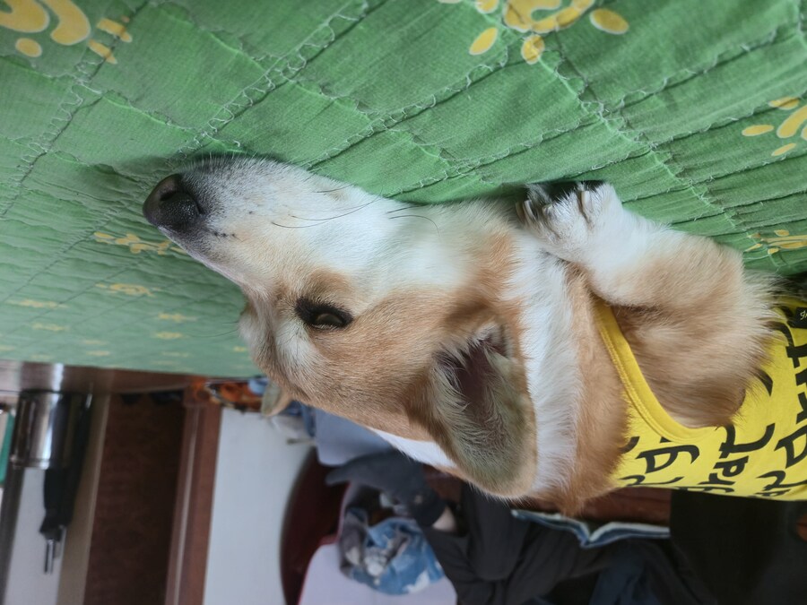 웰시코기와 함께한 연휴_6.jpg