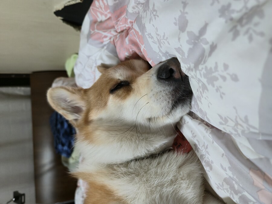 웰시코기와 함께한 연휴_8.jpg