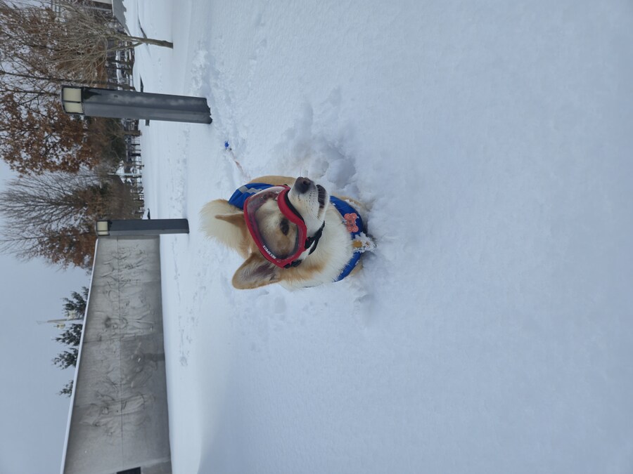 웰시코기와 함께한 연휴_11.jpg