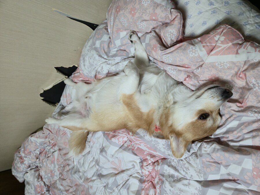 웰시코기와 함께한 연휴_25.jpg