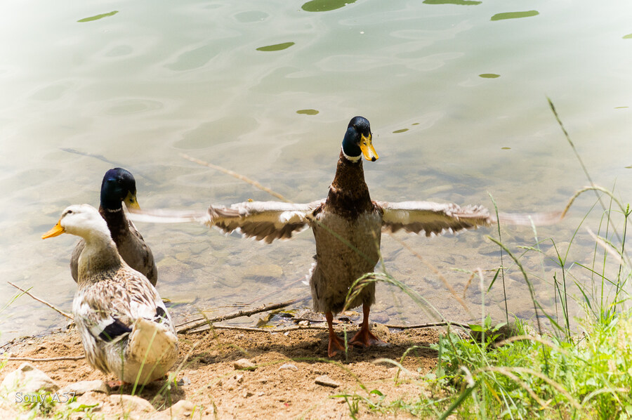오리 PT (청주)_1.jpg