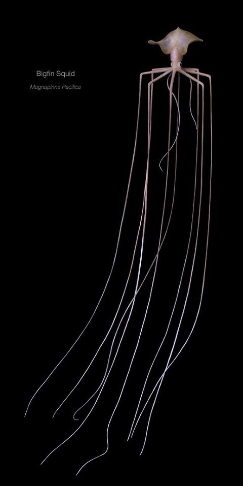 관측 횟수가 10건이 채 안된다는 심해 오징어.jpgif_1.jpg