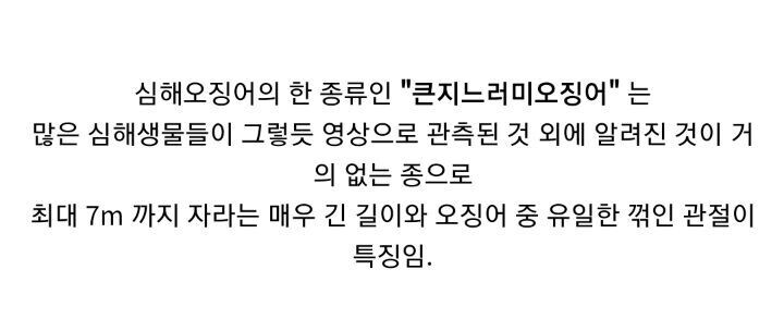 관측 횟수가 10건이 채 안된다는 심해 오징어.jpgif_2.jpg