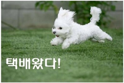일요일에도 배송을 하는거야?_1.jpg