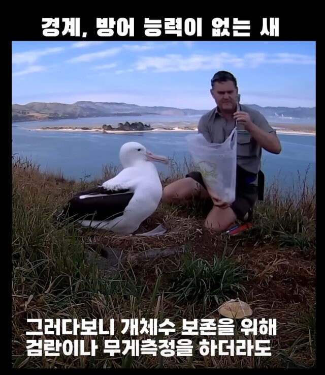 경계, 방어능력이 없는 새&nbsp;_4.jpg