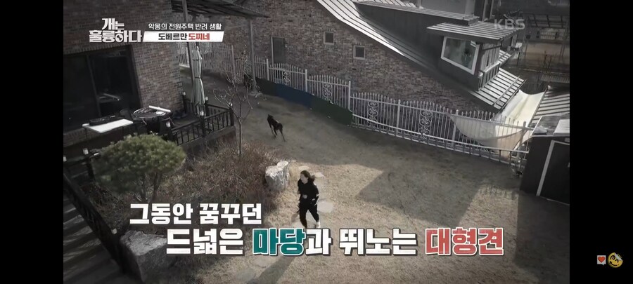 전원주택에서 개를 키우는 것에 충고하는 강형욱._44.jpg