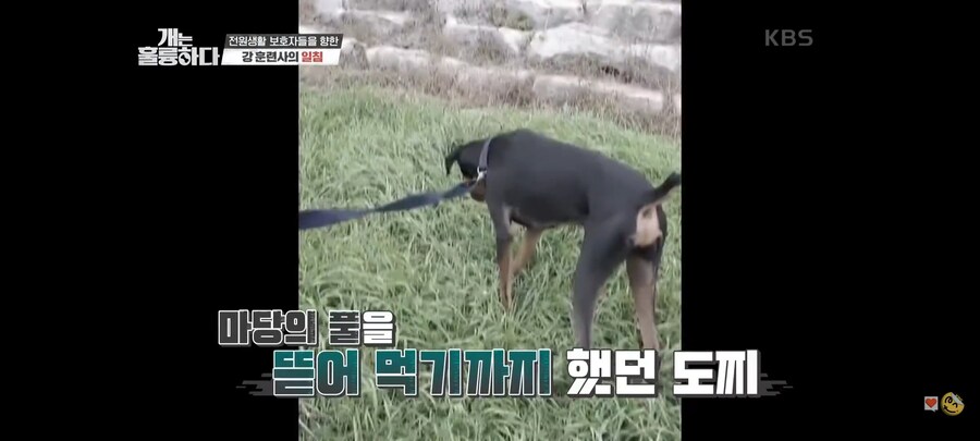 전원주택에서 개를 키우는 것에 충고하는 강형욱._24.jpg