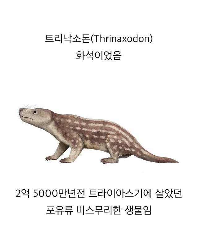 2억년전의 기묘한 운명_2.jpg