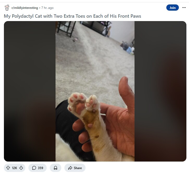 앞 발에 젤리가 더 달린 고양이.JPG_1.png