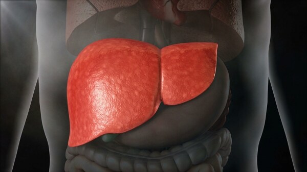 우리 몸에서 회복력 top급 장기류 甲_1.jpg