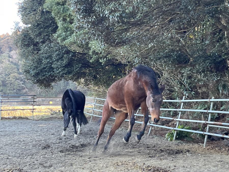 말딸)원본) 하루 우라라 근황_3.jpg