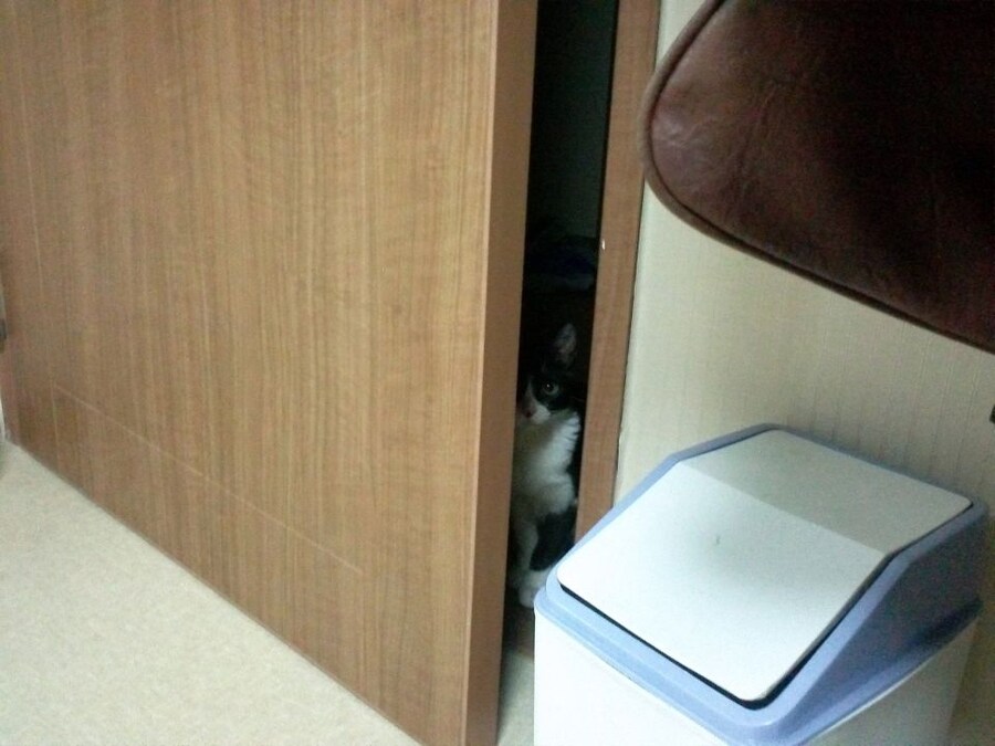 고앵이 키우는 집사가 공부할 때 특_2.jpg