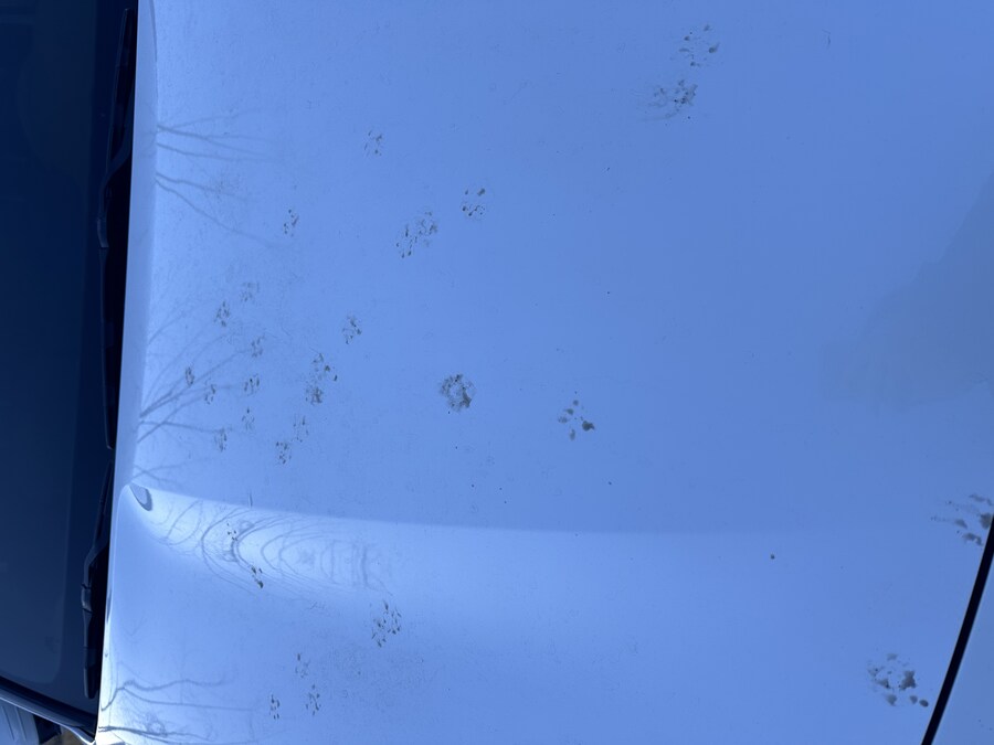 자고 일어나니 귀엽기도 증오스럽기도한 길고양이 발모양이 찍혀있네요_1.jpg