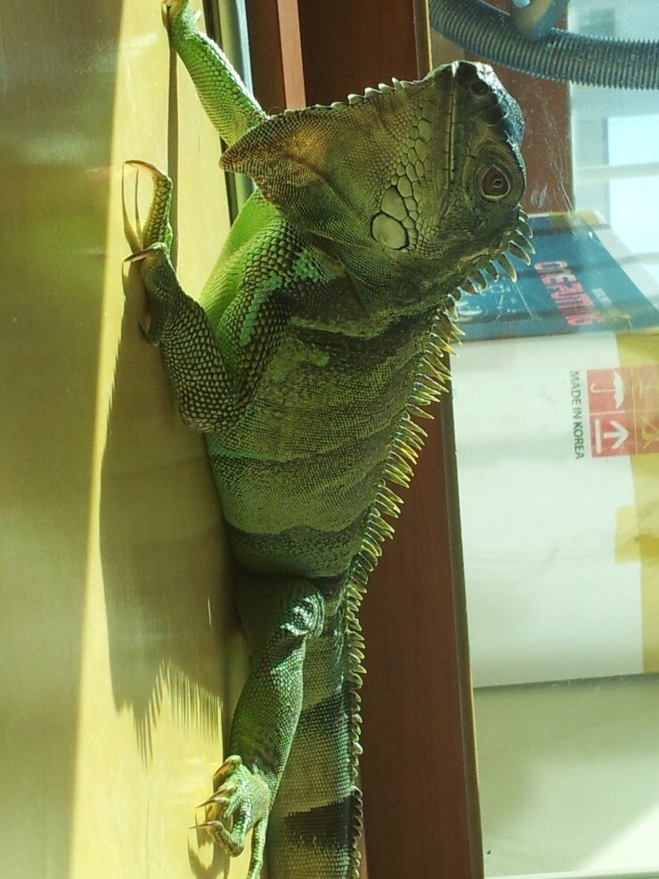 (스압 주의)자주 보는 제가 10년동안 키웠었던 이구아나 사진_2.jpg