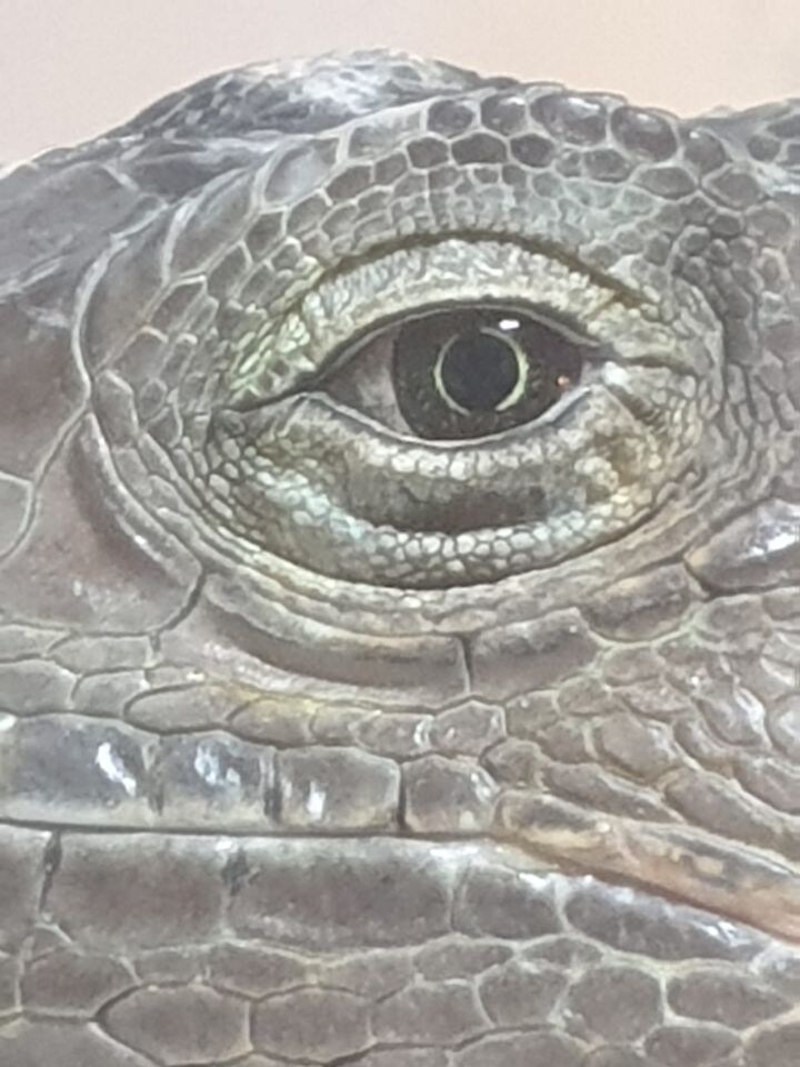 (스압 주의)자주 보는 제가 10년동안 키웠었던 이구아나 사진_7.jpg