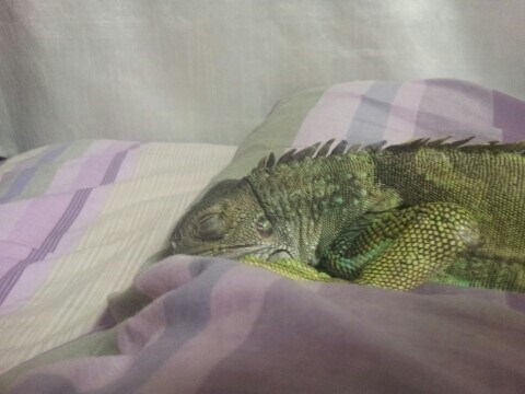 (스압 주의)자주 보는 제가 10년동안 키웠었던 이구아나 사진_14.jpg