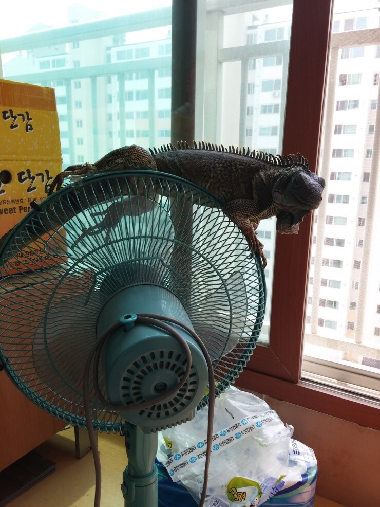 (스압 주의)자주 보는 제가 10년동안 키웠었던 이구아나 사진_16.jpg