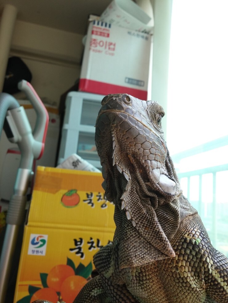 (스압 주의)자주 보는 제가 10년동안 키웠었던 이구아나 사진_20.jpg
