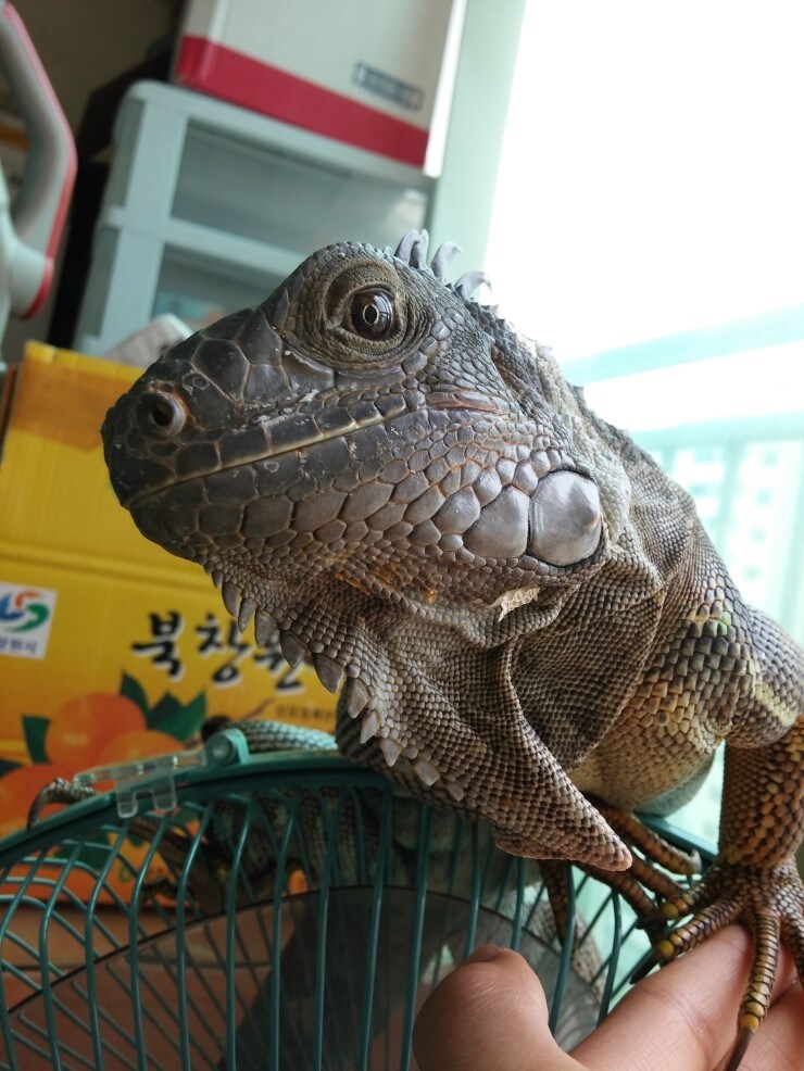 (스압 주의)자주 보는 제가 10년동안 키웠었던 이구아나 사진_21.jpg
