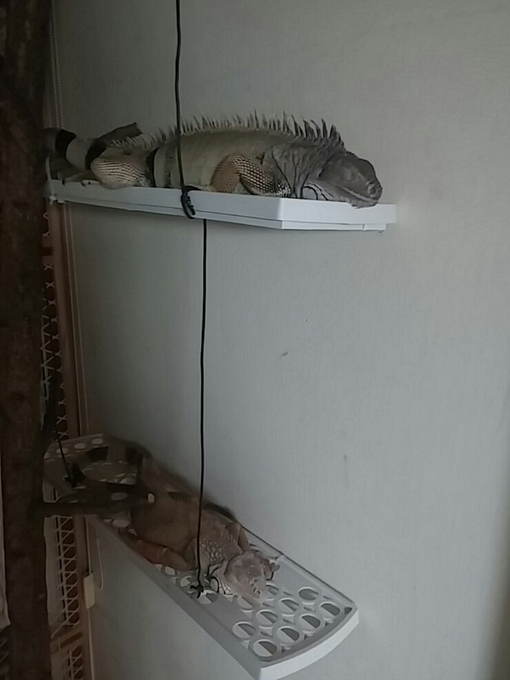 (스압 주의)자주 보는 제가 10년동안 키웠었던 이구아나 사진_28.jpg