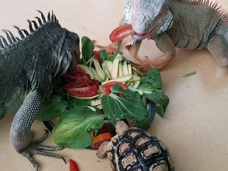 (스압 주의)자주 보는 제가 10년동안 키웠었던 이구아나 사진_31.jpg