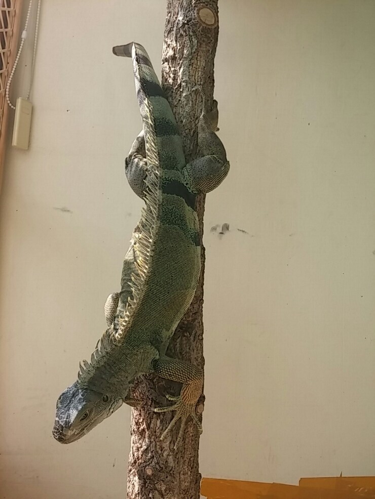(스압 주의)자주 보는 제가 10년동안 키웠었던 이구아나 사진_33.jpg