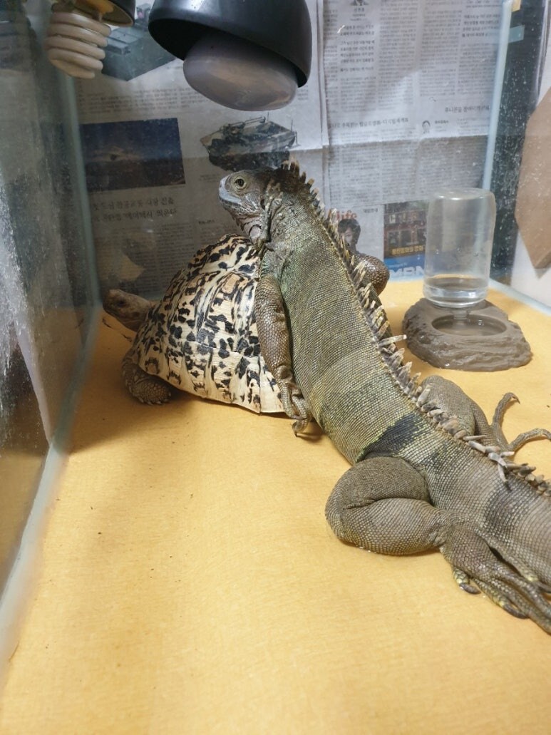 (스압 주의)자주 보는 제가 10년동안 키웠었던 이구아나 사진_36.jpg