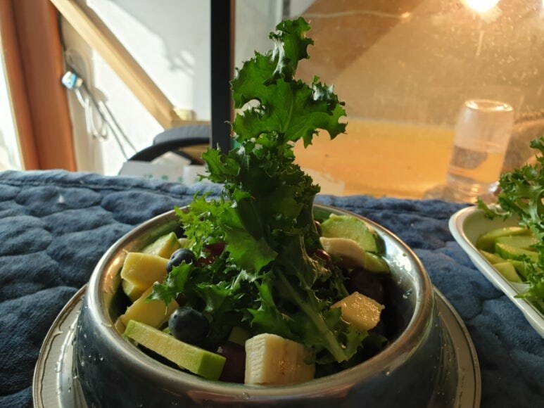 (스압 주의)자주 보는 제가 10년동안 키웠었던 이구아나 사진_38.jpg