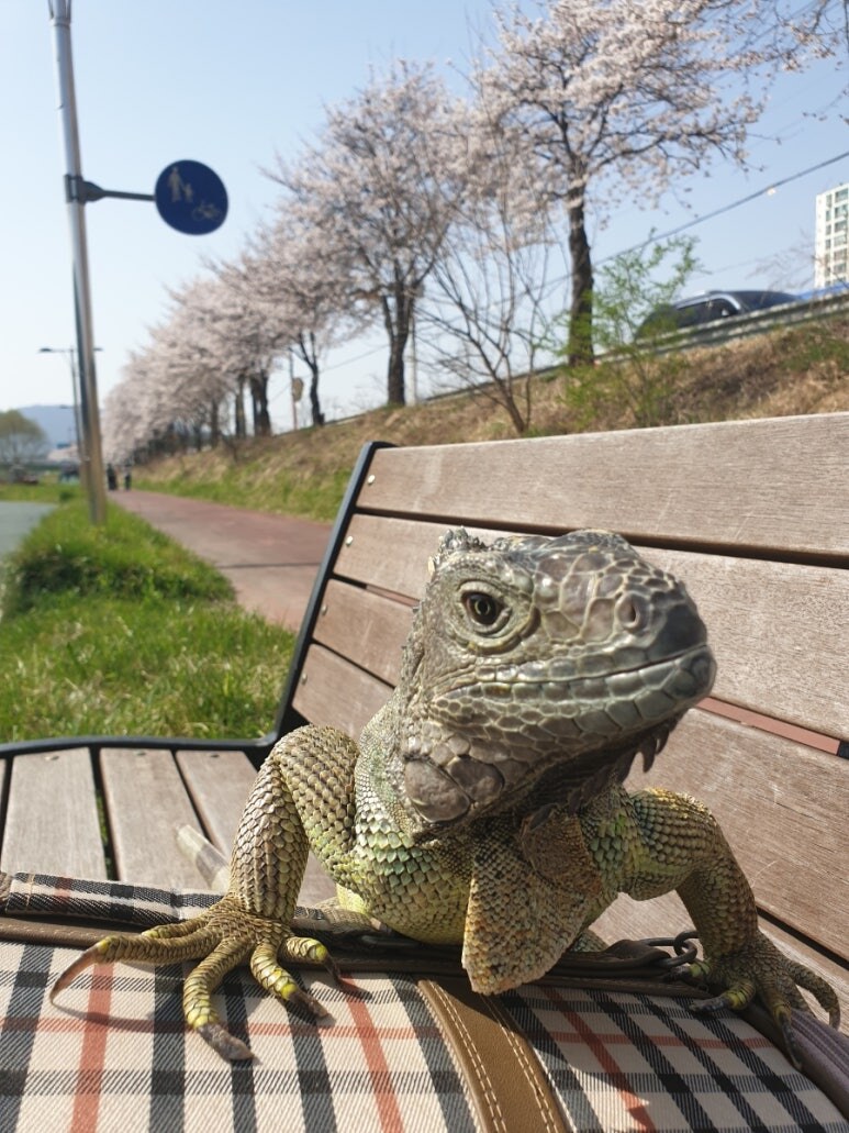 (스압 주의)자주 보는 제가 10년동안 키웠었던 이구아나 사진_40.jpg