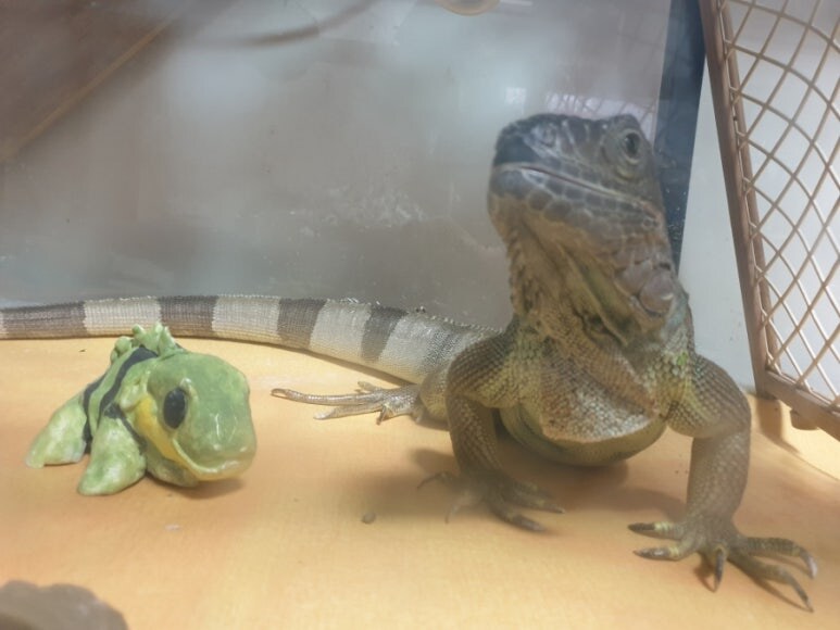 (스압 주의)자주 보는 제가 10년동안 키웠었던 이구아나 사진_41.jpg