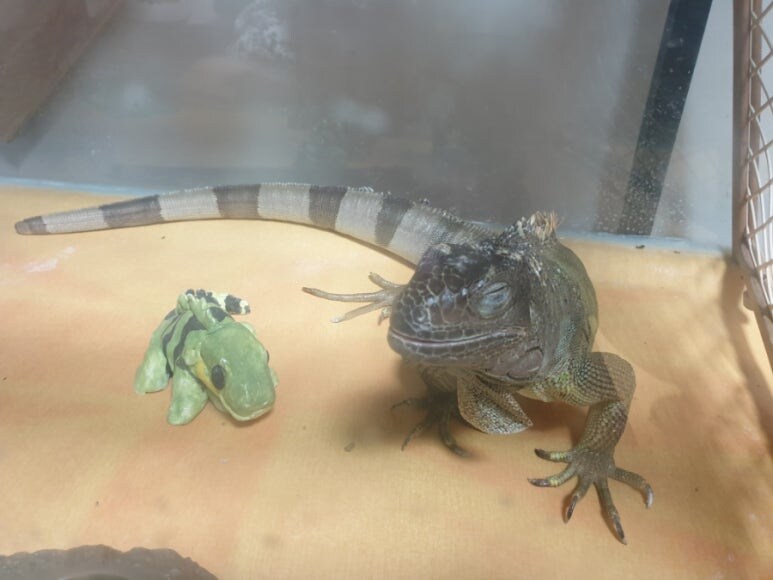 (스압 주의)자주 보는 제가 10년동안 키웠었던 이구아나 사진_42.jpg