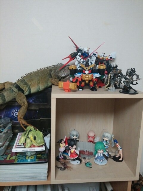 (스압 주의)자주 보는 제가 10년동안 키웠었던 이구아나 사진_52.jpg