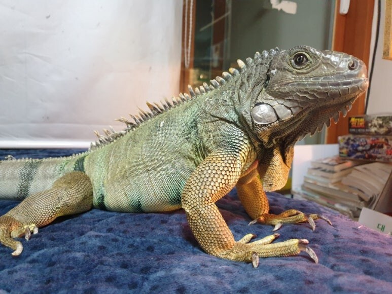 (스압 주의)자주 보는 제가 10년동안 키웠었던 이구아나 사진_44.jpg