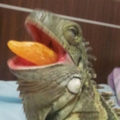 (스압 주의)자주 보는 제가 10년동안 키웠었던 이구아나 사진_48.jpg