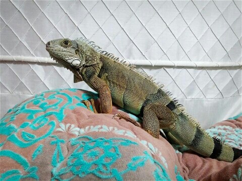 (스압 주의)자주 보는 제가 10년동안 키웠었던 이구아나 사진_49.jpg