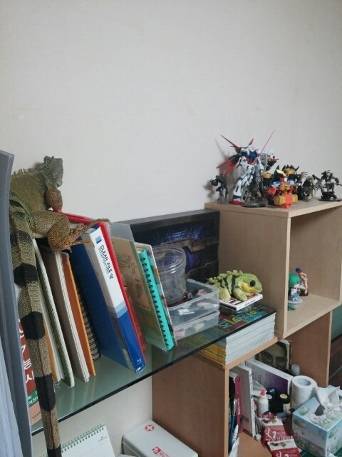 (스압 주의)자주 보는 제가 10년동안 키웠었던 이구아나 사진_51.jpg