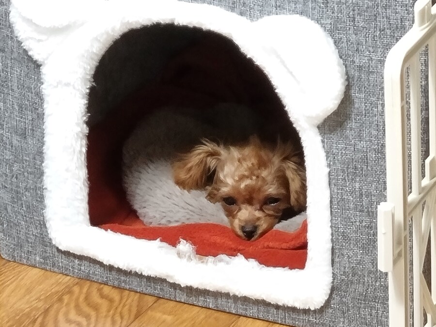 말티푸 4개월 된 어린이 강아지 입니다_1.jpg