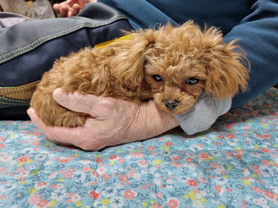 말티푸 4개월 된 어린이 강아지 입니다_6.jpg