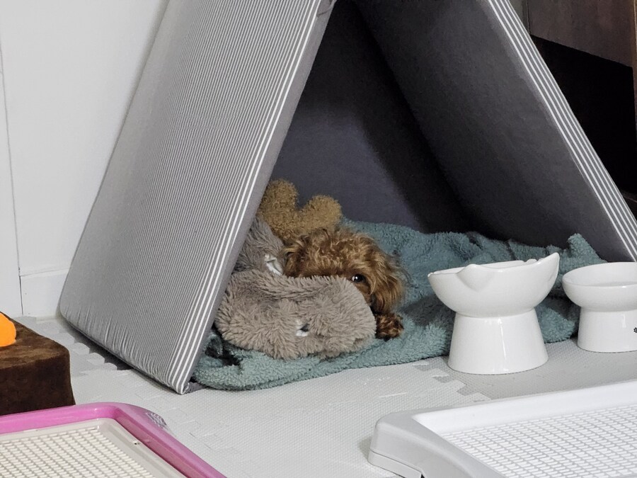 말티푸 4개월 된 어린이 강아지 입니다_13.jpg