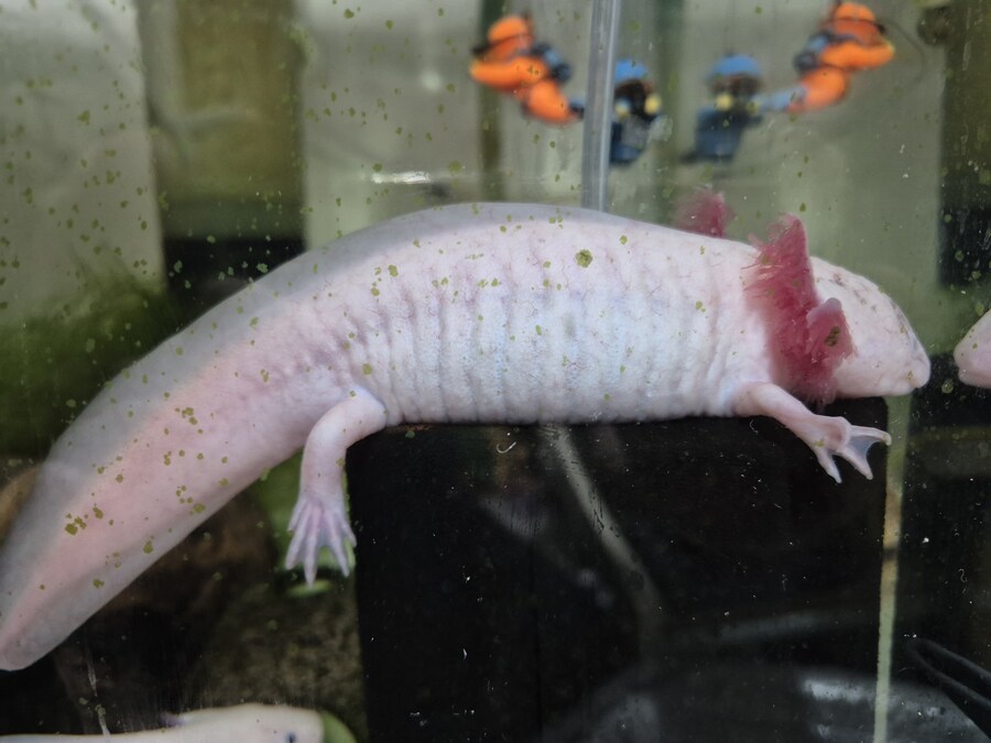 수조)단지여과기 위의 부시_1.jpg