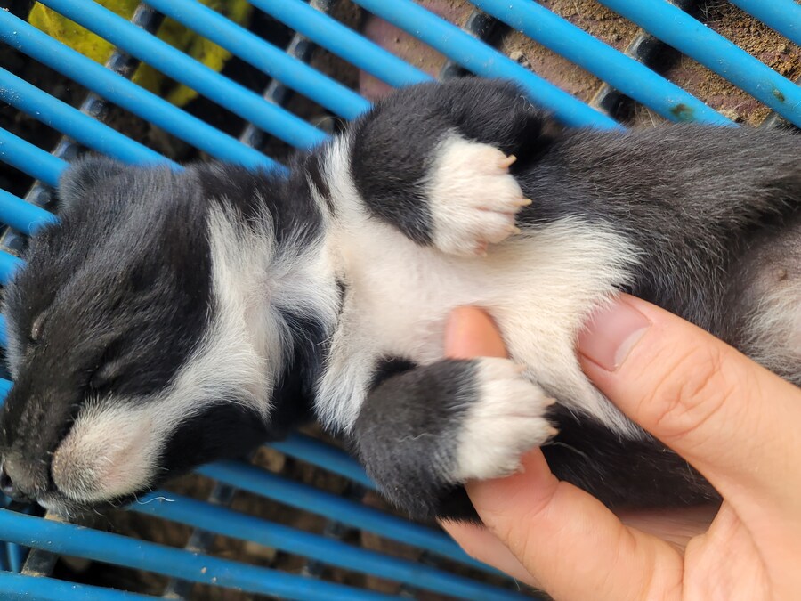 한국산 똥강아지들 특징. jpg_1.jpg