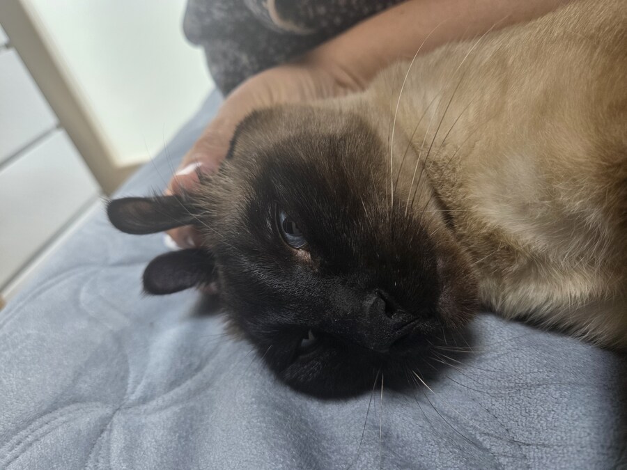 고양이로 끔찍한 실험을 해봤는데..._2.jpg