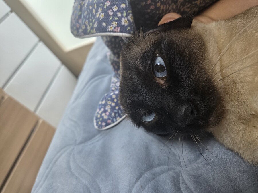 고양이로 끔찍한 실험을 해봤는데..._6.jpg