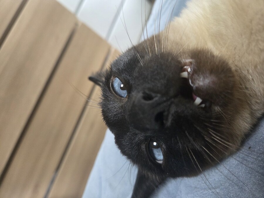 고양이로 끔찍한 실험을 해봤는데..._9.jpg