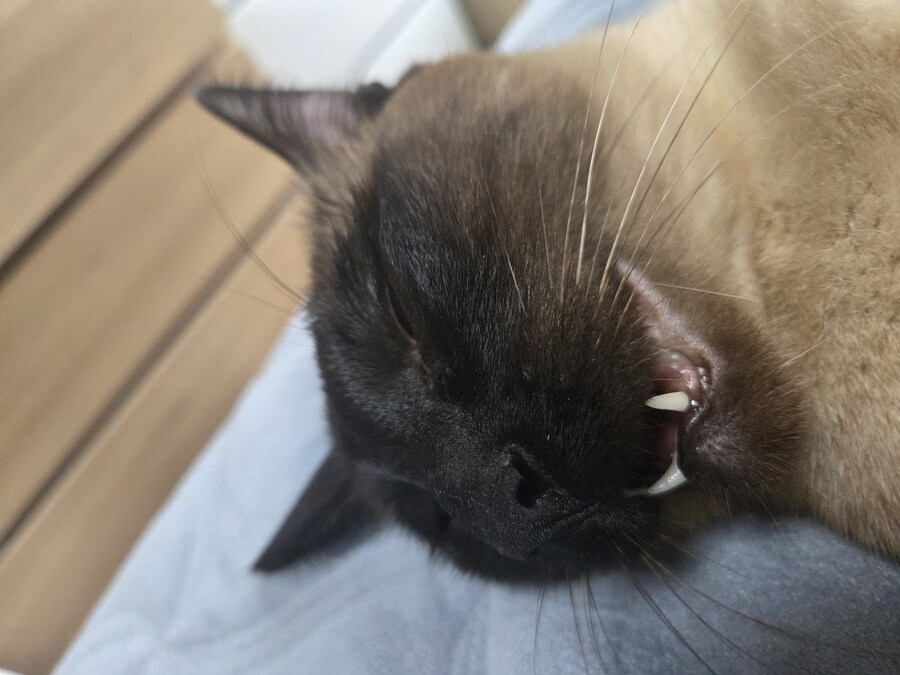 고양이로 끔찍한 실험을 해봤는데..._11.jpg