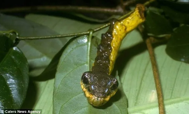 혐주의) 기묘한 애벌레의 세계_6.webp