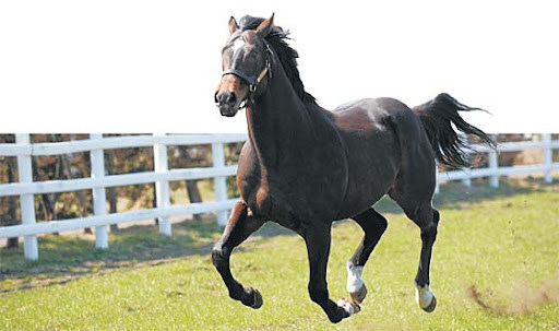 죠죠 7부 스틸볼런이 애니화가 힘들거라 생각하는 이유._3.jpg