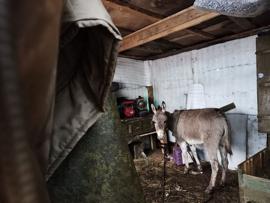 러시아군, 물자수송에 말과 당나귀 동원 시작_2.jpg