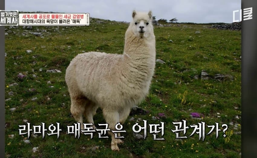 매독이라는게 사실 우마뾰이에서 유래한거거든요_2.jpg